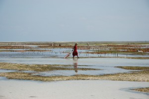 f-gambella zanzibar--2011133